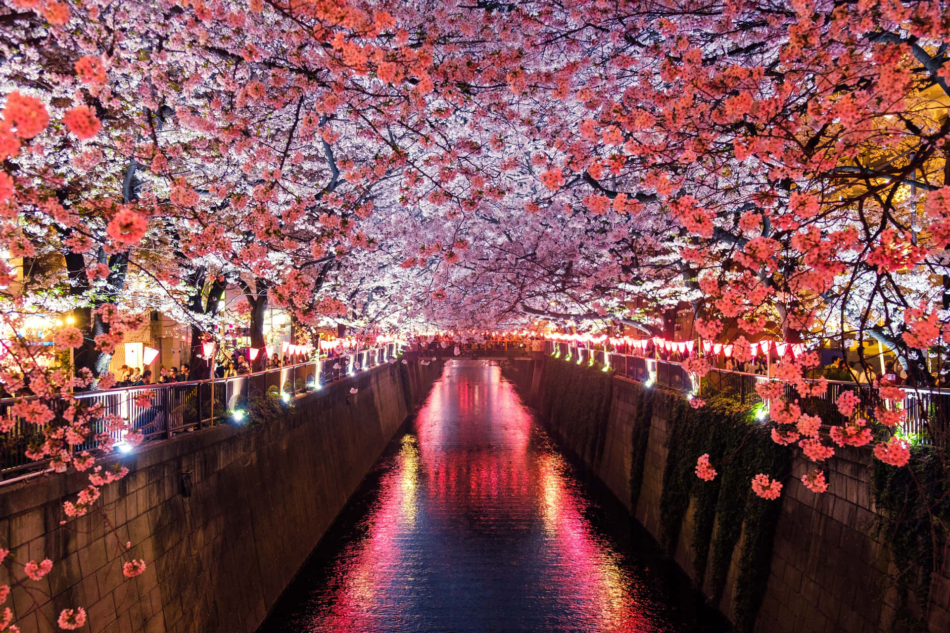 Dark Cherry Blossom In Meguro River Wallpaper