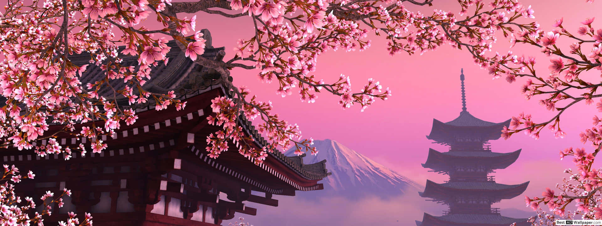 Unhermoso Árbol De Cerezo De Color Rosa Oscuro En Plena Floración. Fondo de pantalla