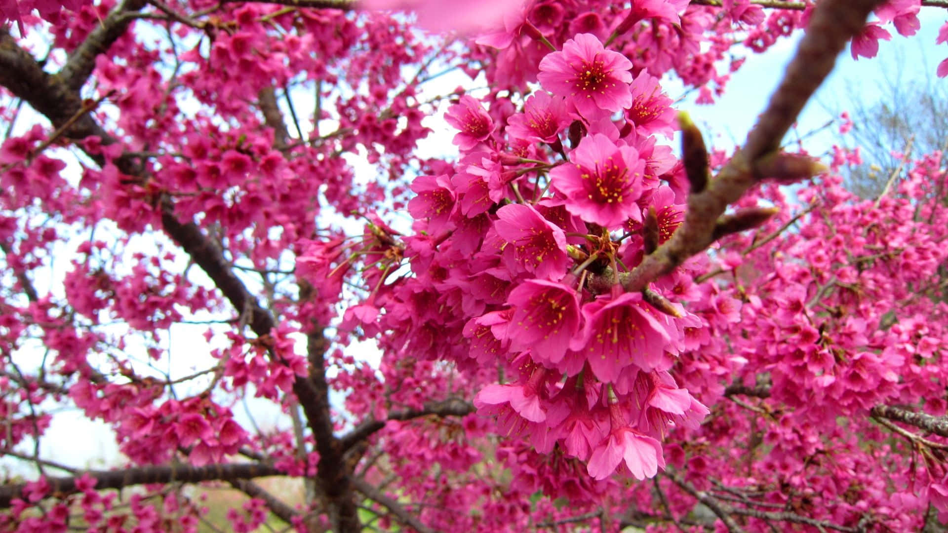 En smuk, mørk pink kirsebærtræ, der blomster i en frodig have. Wallpaper
