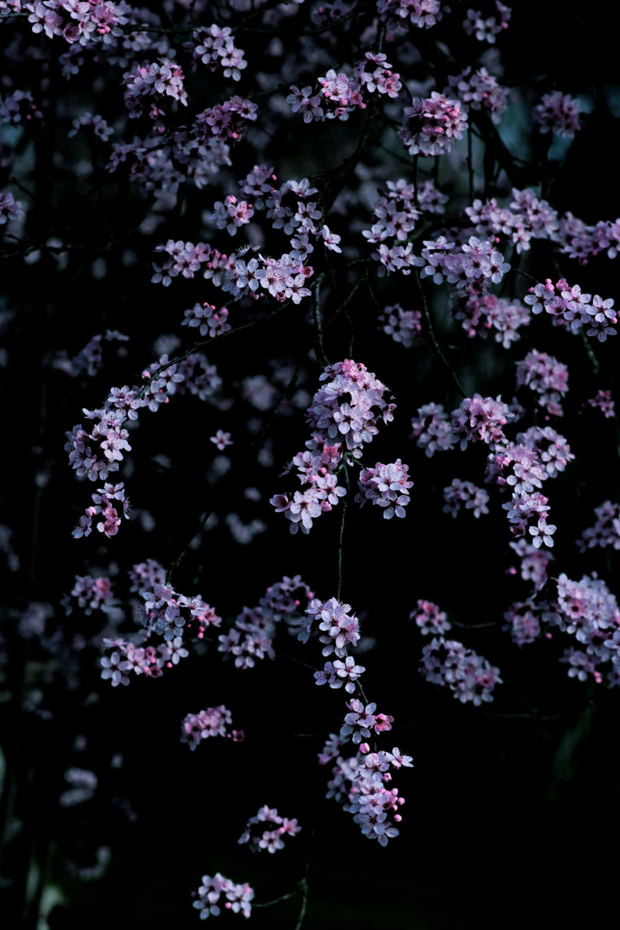 Einmeer Aus Dunklen Kirschblütenbäumen Vor Einem Sternenklaren Himmel. Wallpaper