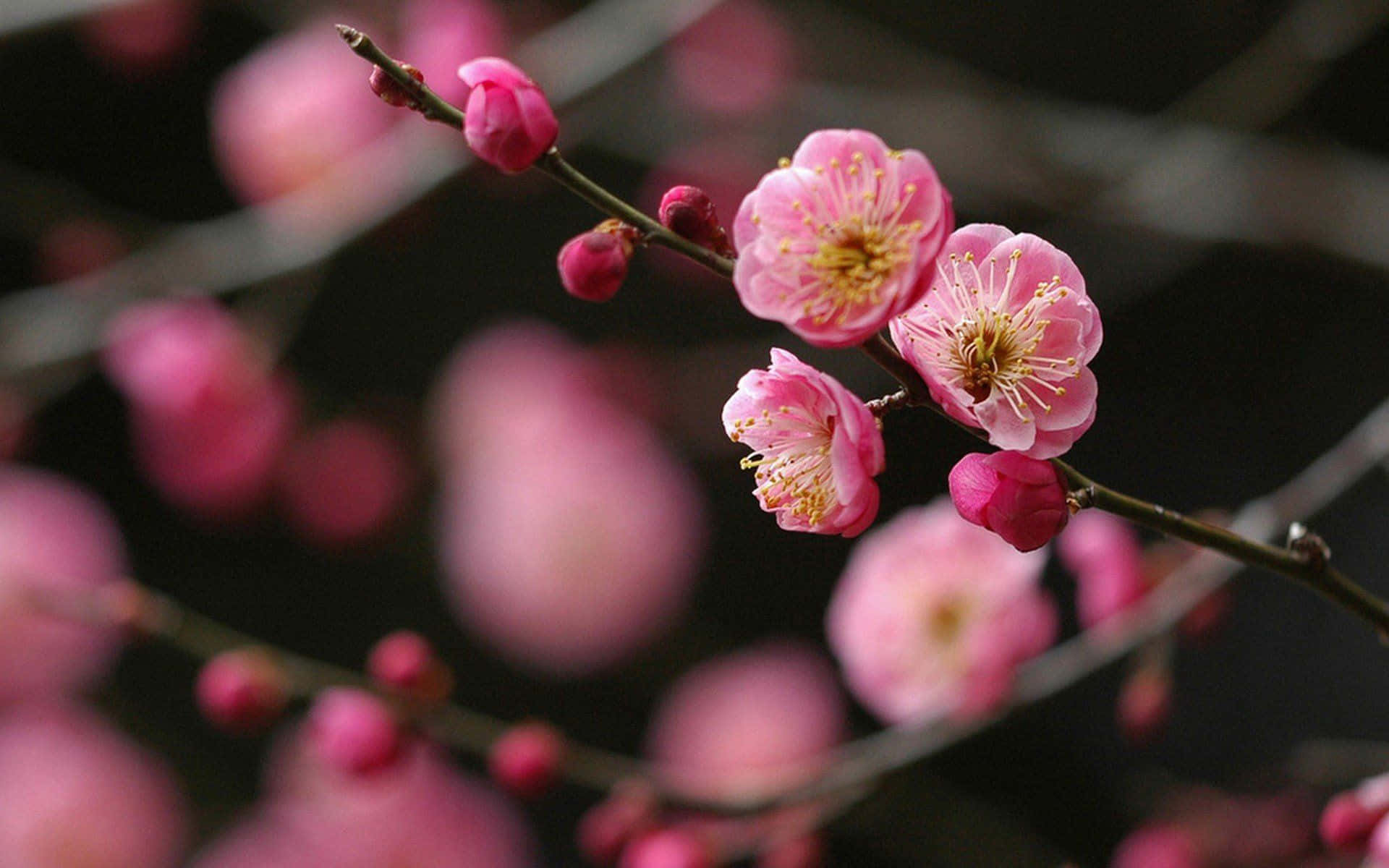 Dark Cherry Blossom Flower Buds Wallpaper