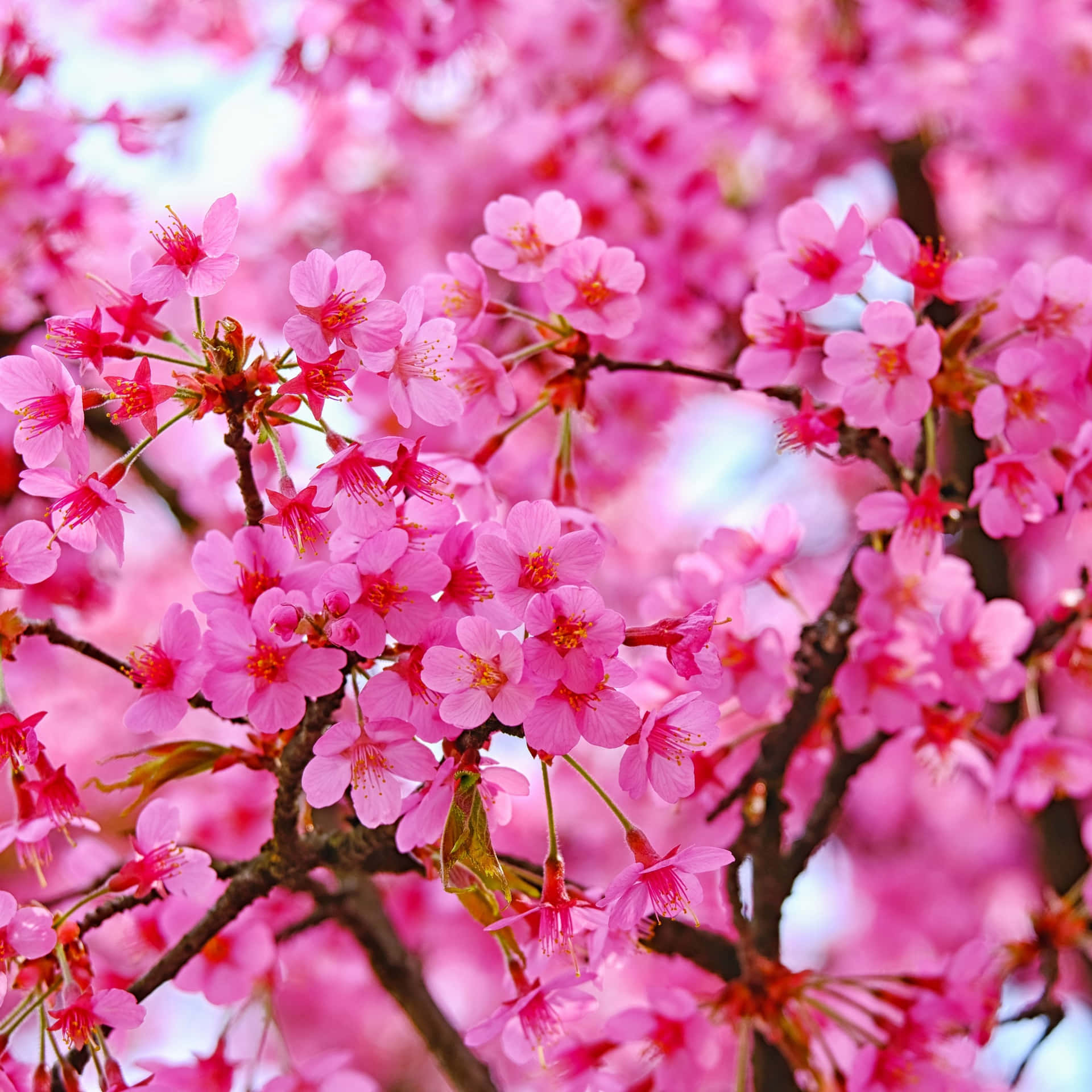 En pink kirsebærtræ med pink blomster Wallpaper
