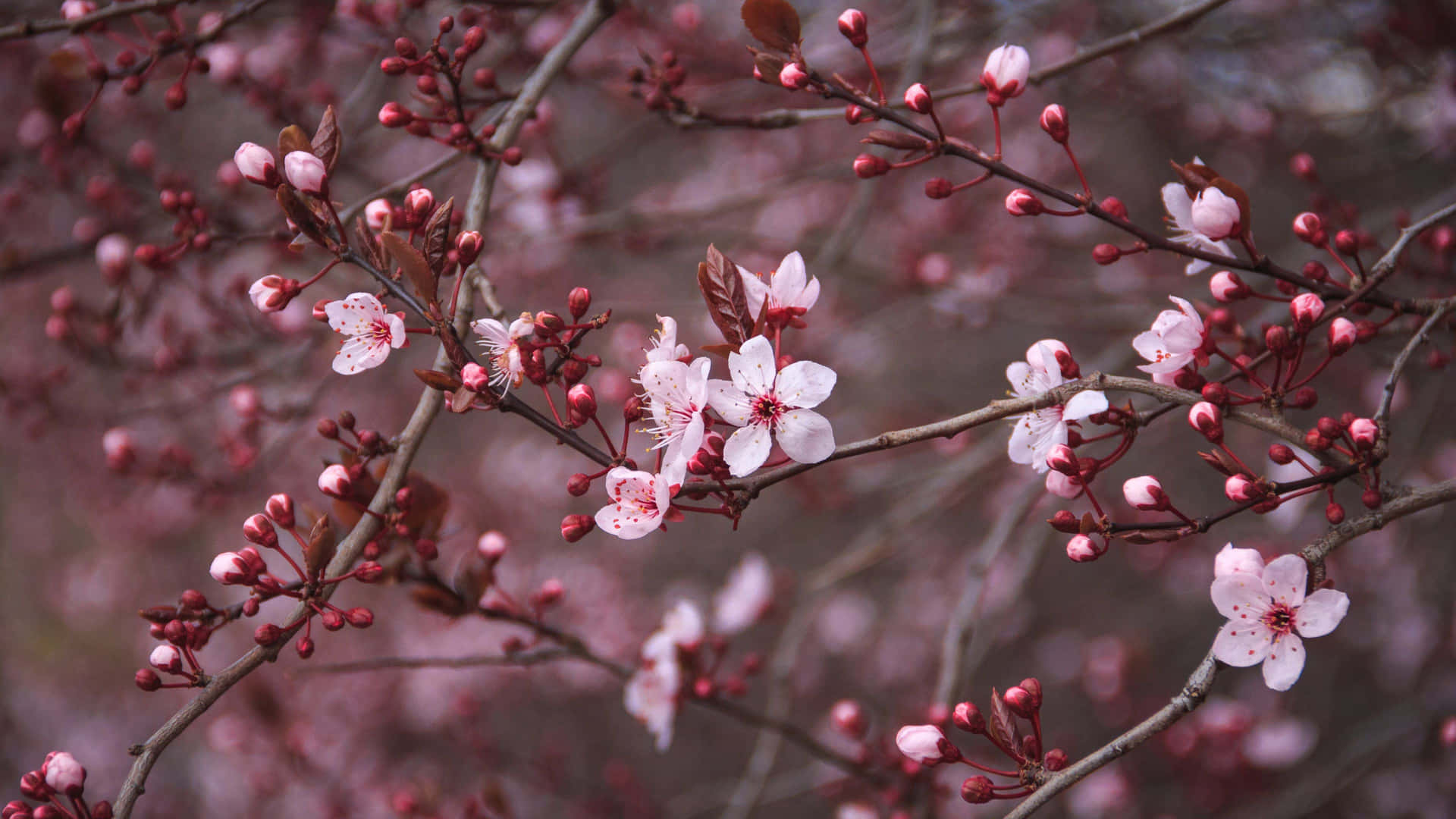 Dark Cherry Blossom Horizontal Wallpaper