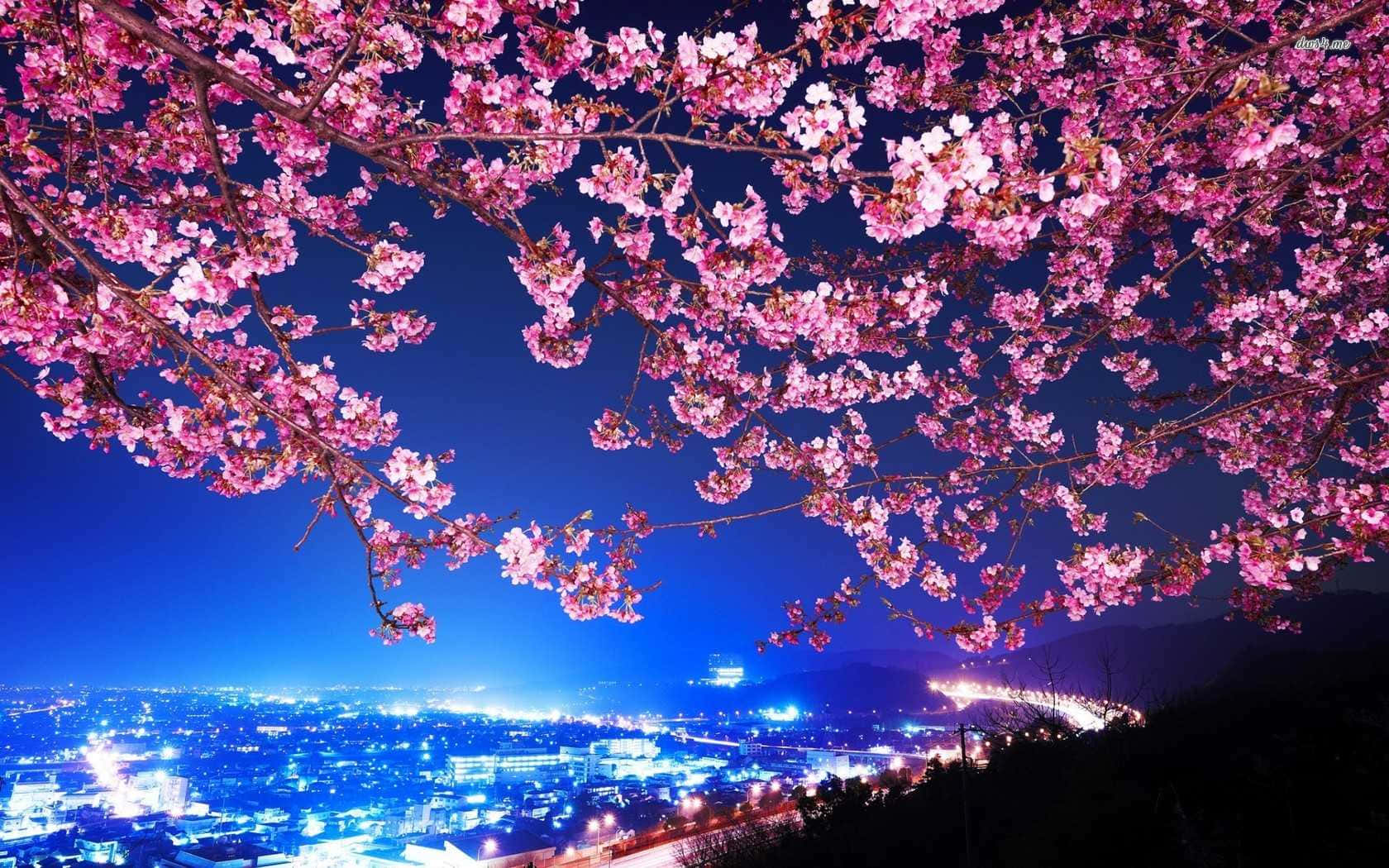 Night Cherry Blossom Wallpaper - Resolution:1440x3020 - ID:1140527 -  wallha.com