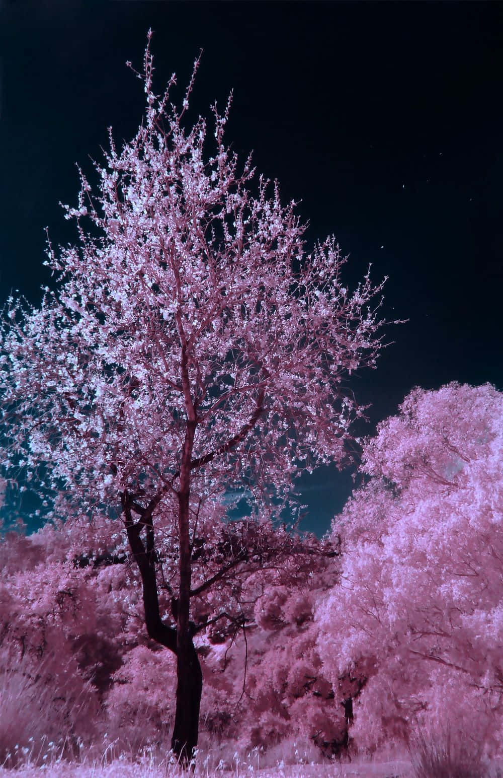 Dark Cherry Blossom In The Night Sky Wallpaper