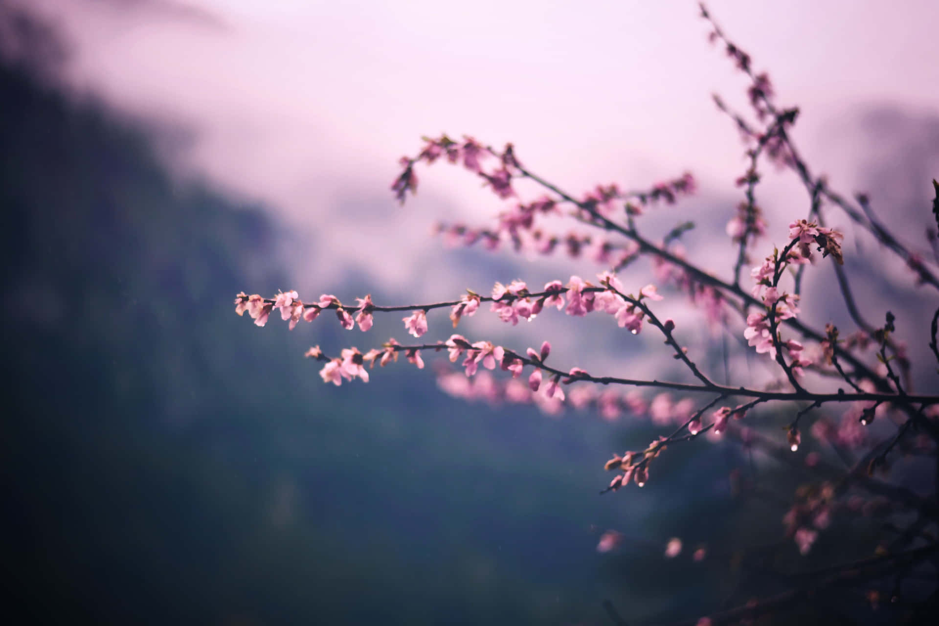 Nocherelajante Llena De Cerezos Oscuros En Flor. Fondo de pantalla