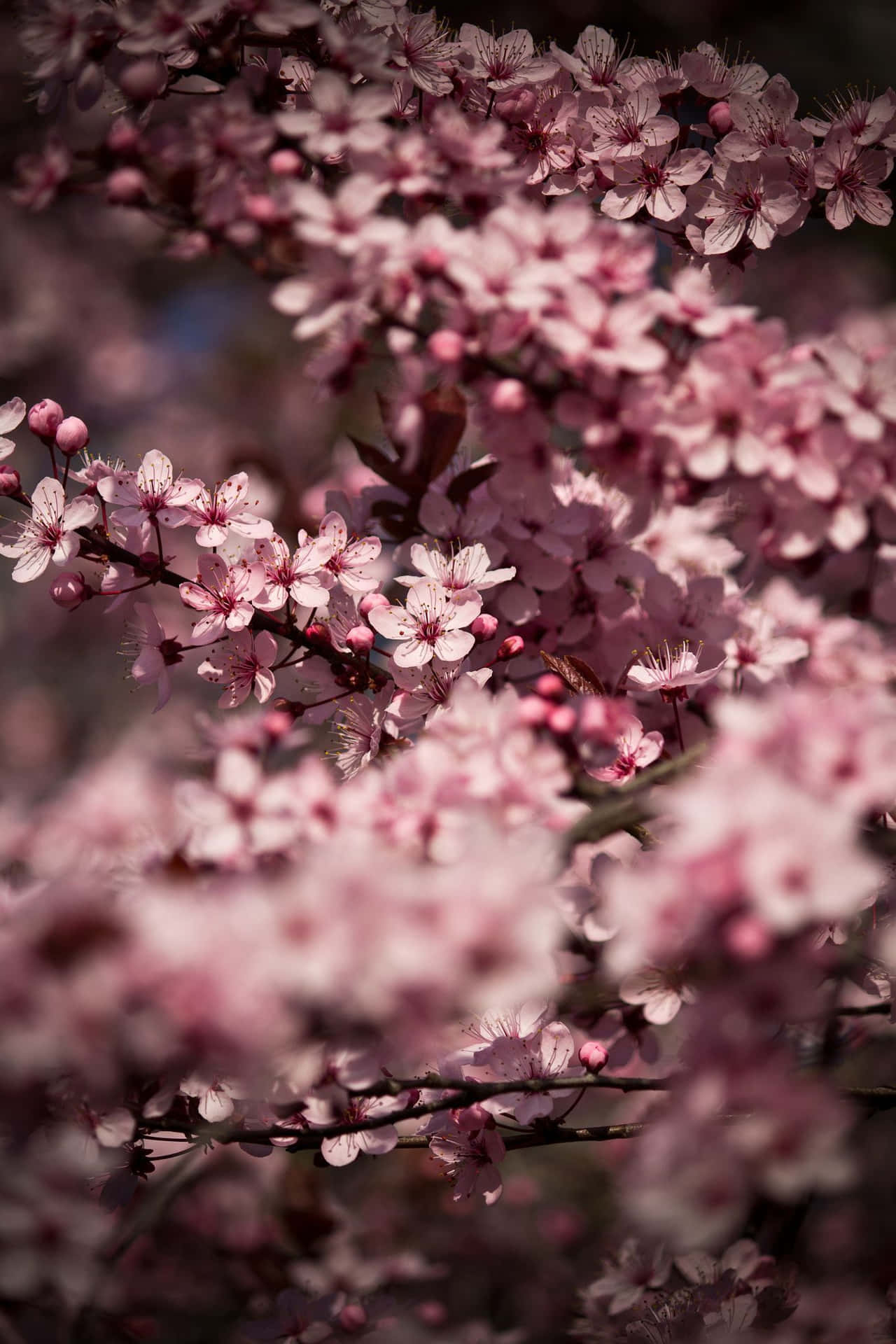 Dark Cherry Blossom Flower Petals Wallpaper