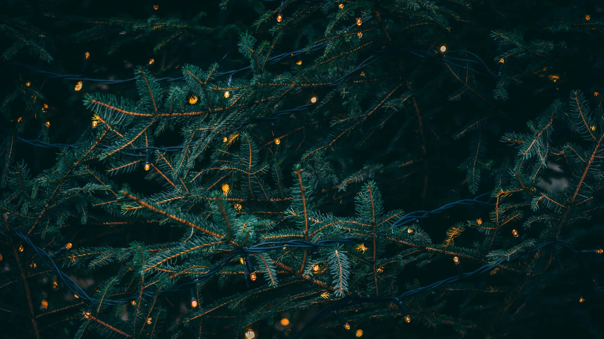 Dark Christmas Evergreenwith Lights Wallpaper