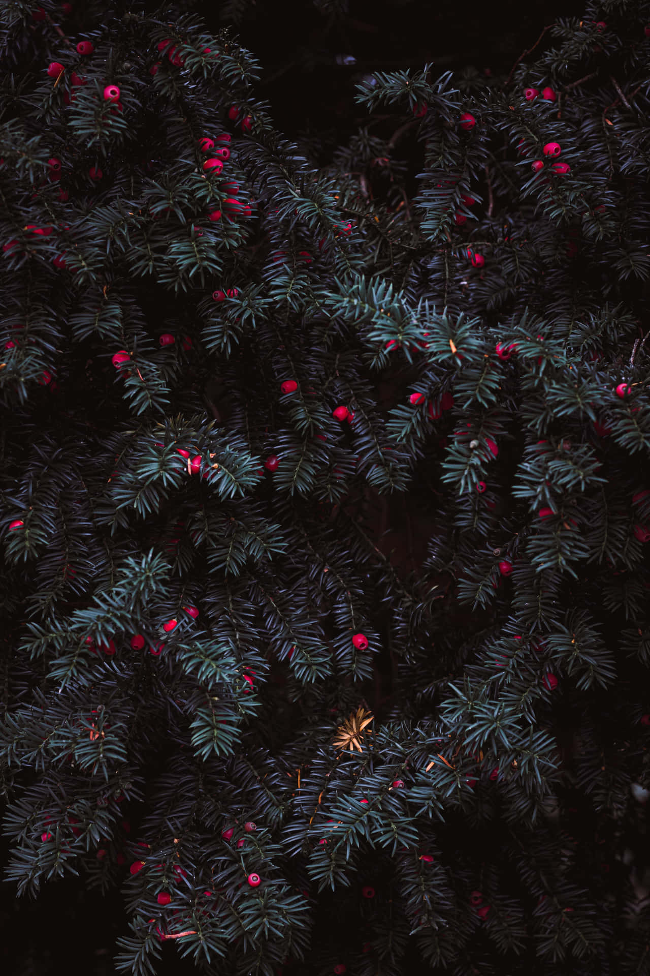 Dark Christmas Evergreenwith Red Berries Wallpaper
