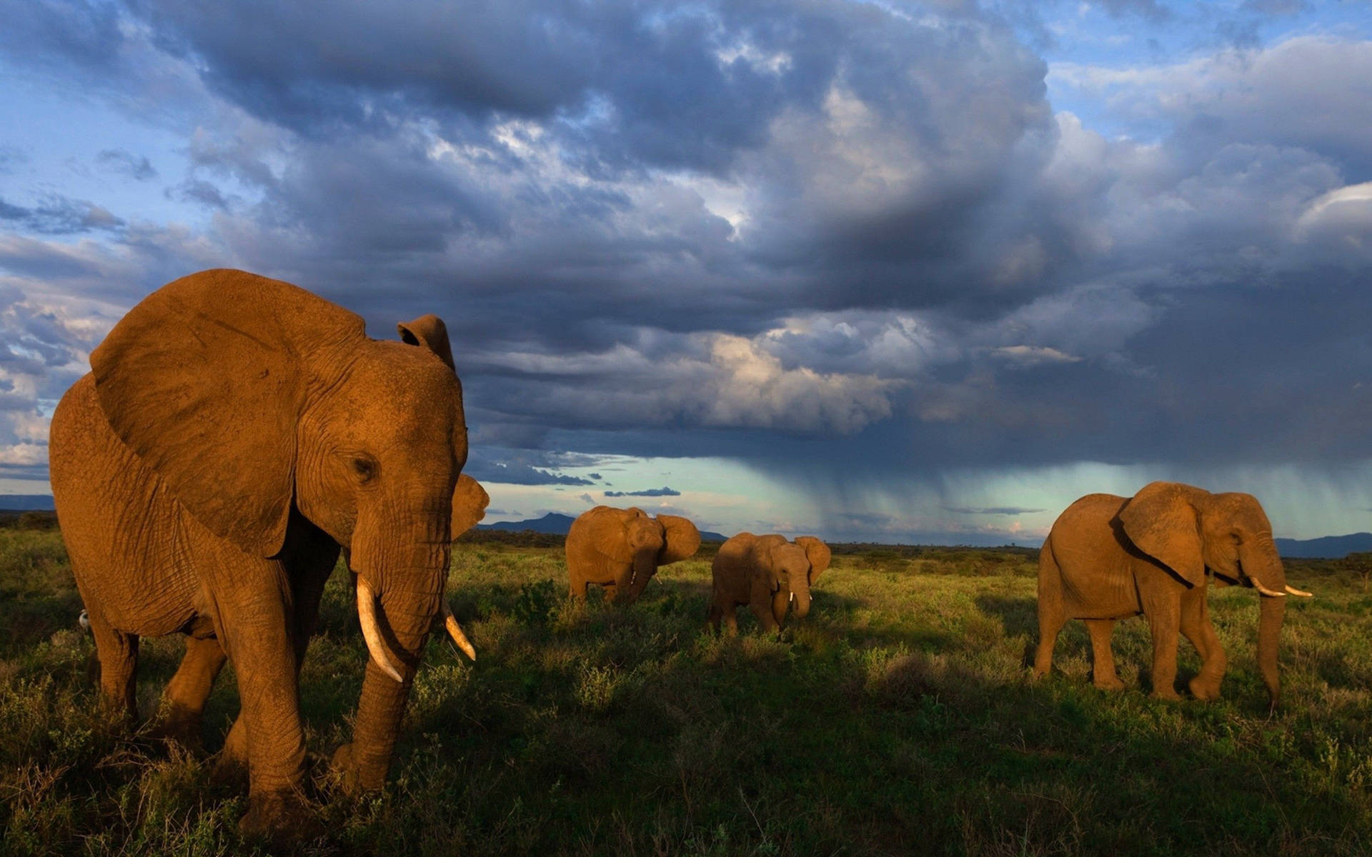A herd of elephants walking through a dark cloud-filled sky Wallpaper