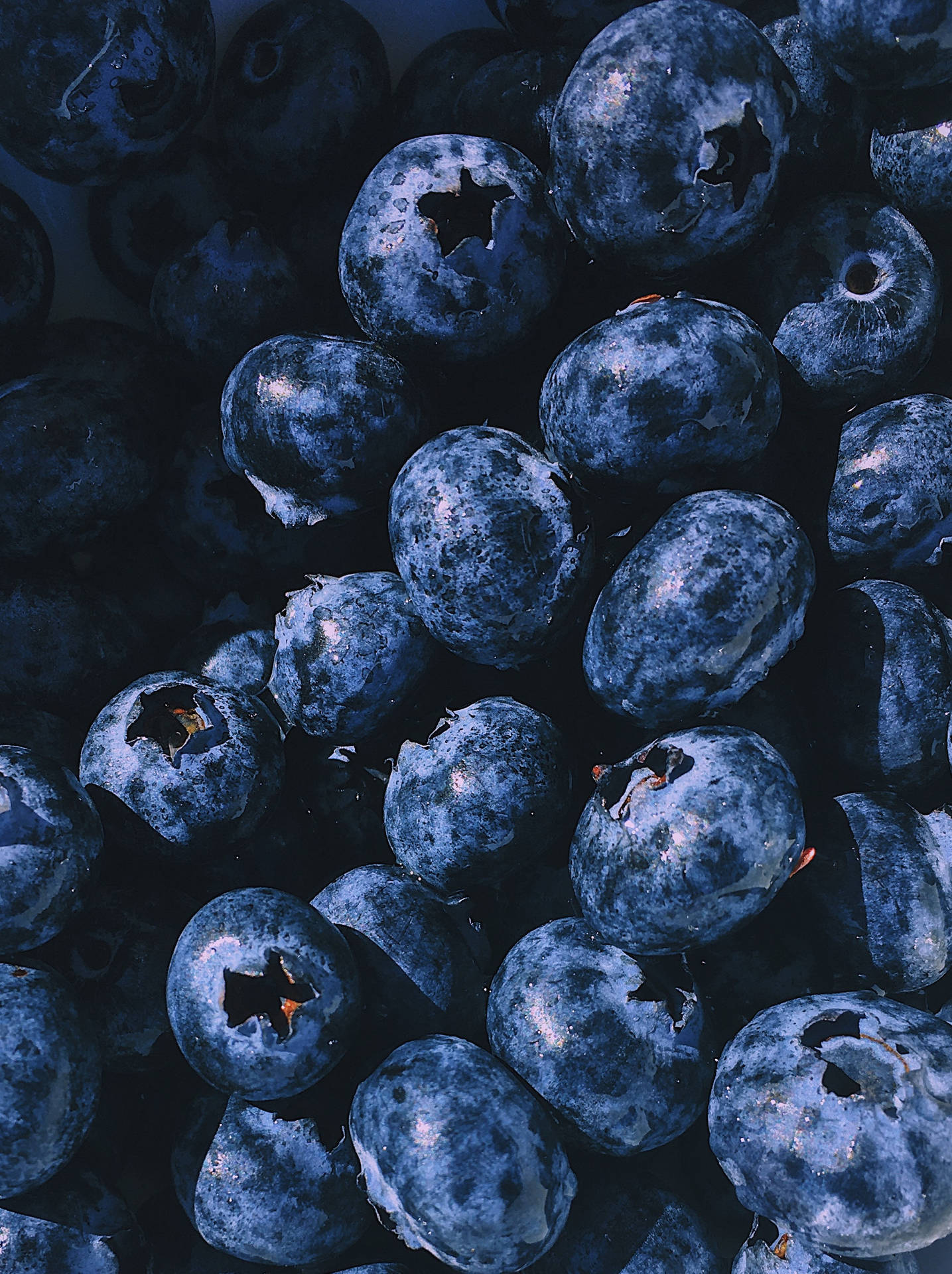 Dark Colored Blueberries Wallpaper
