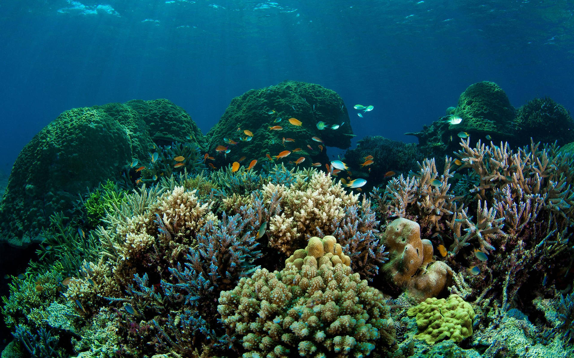 Dark Coral Reef Fish Wallpaper