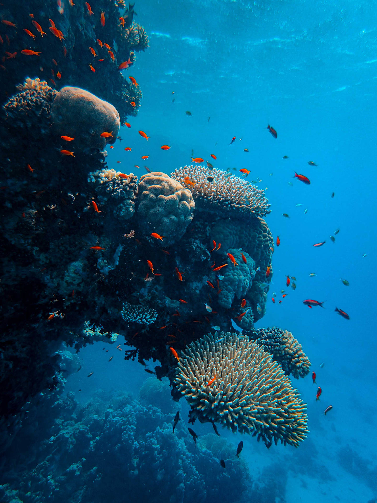 Dark Coral Reef Orange Fish Wallpaper