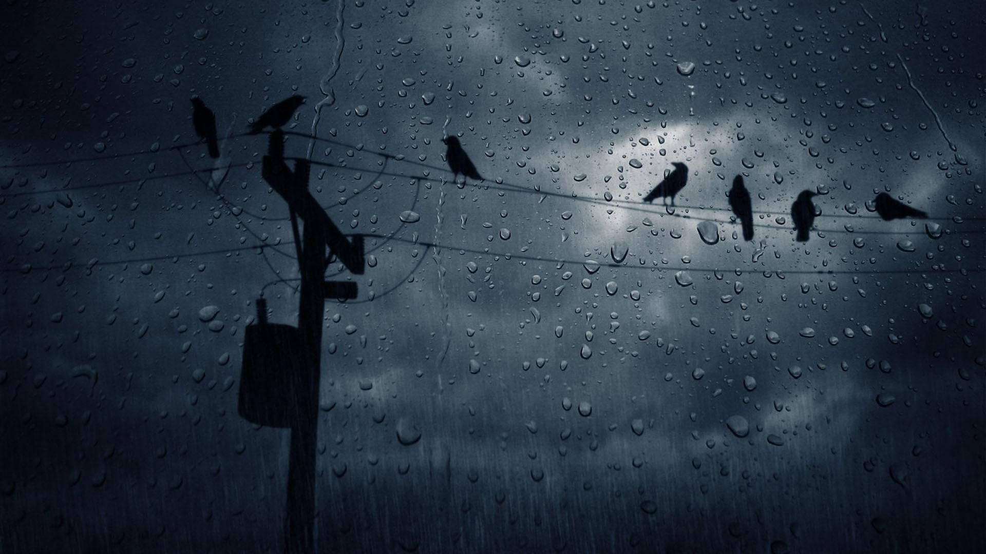 Dark Crows In The Rain