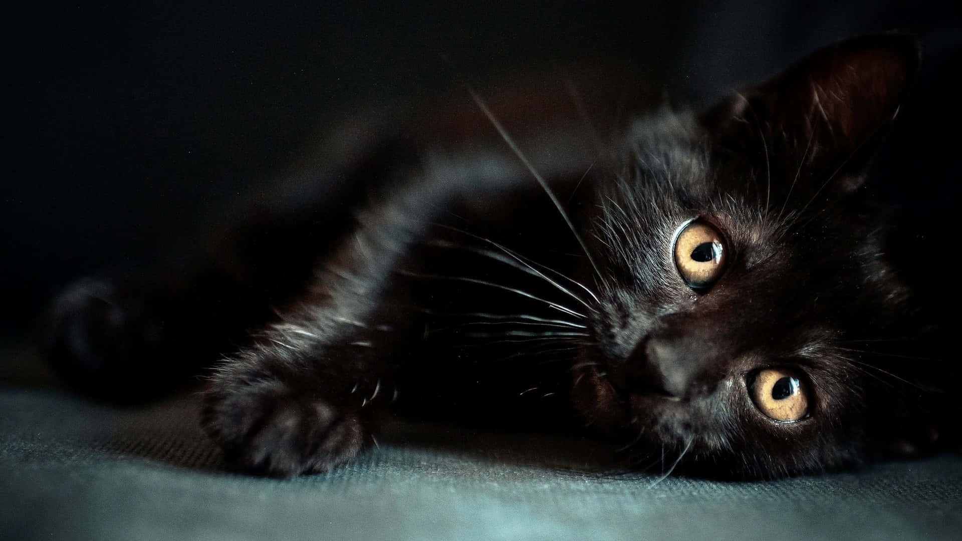 Dark Cute Black Cat Lying Wallpaper
