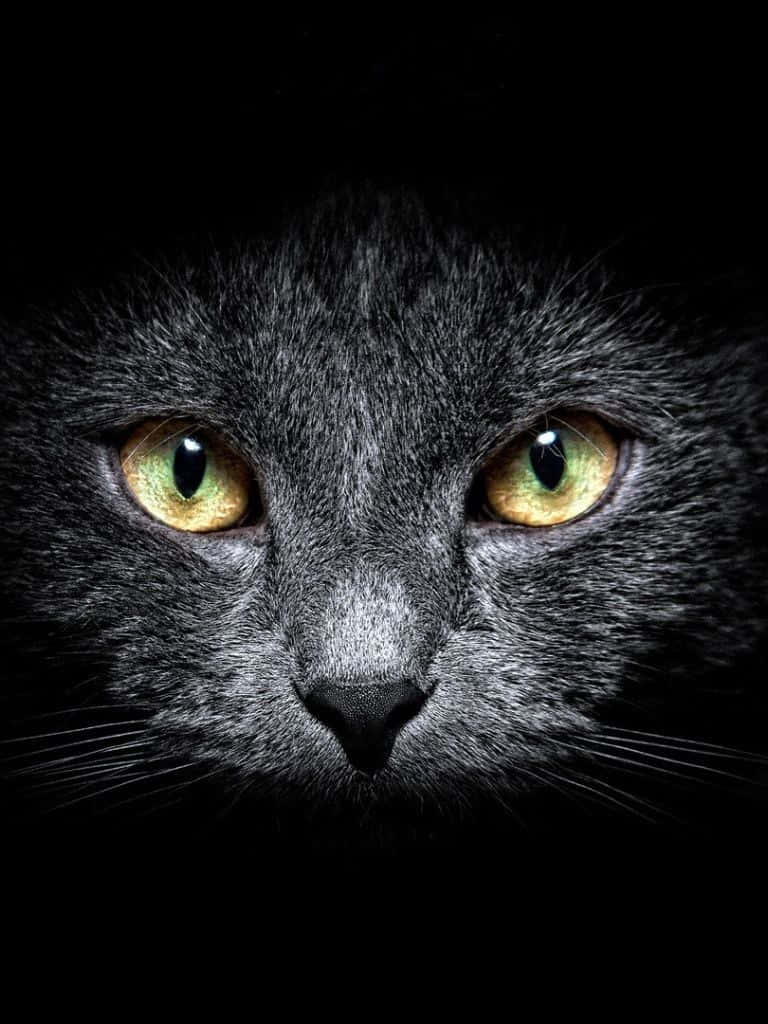 Dark Cute Cat iPad Wallpaper