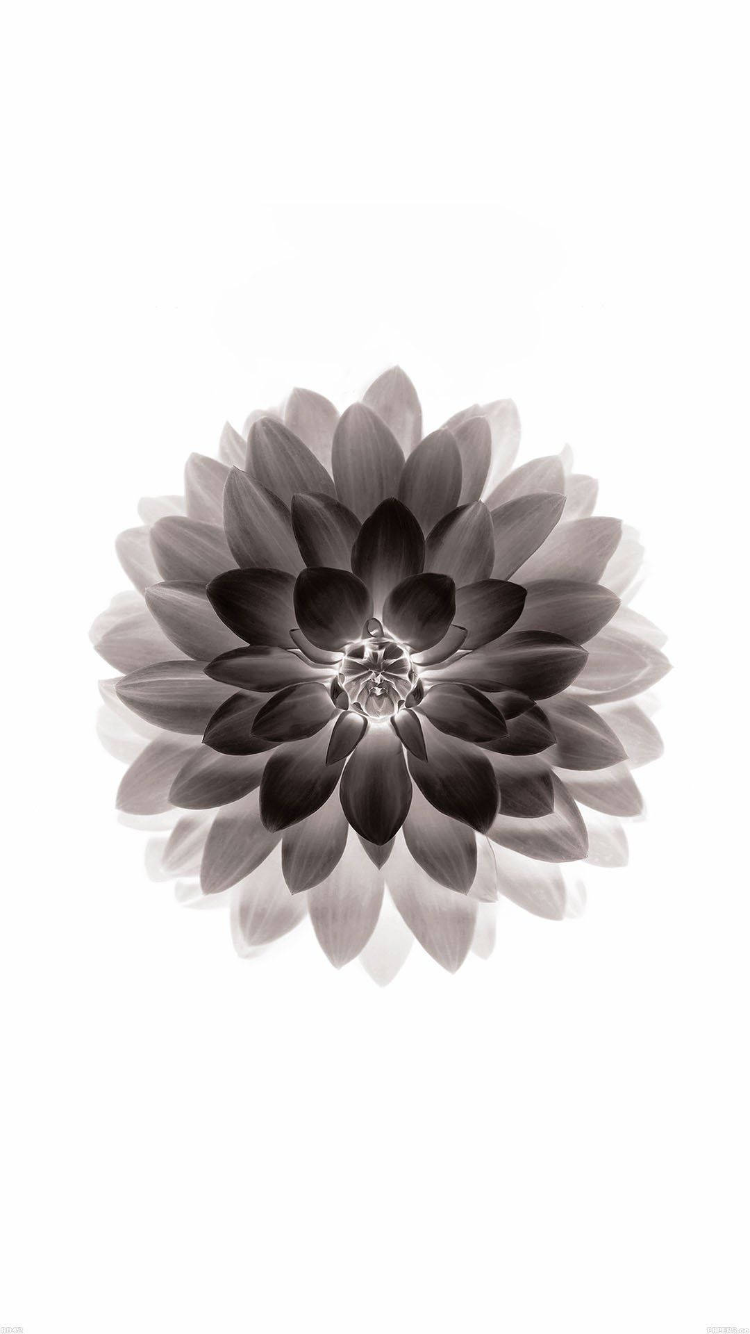 Florde Dalia Oscura Para Apple. Fondo de pantalla