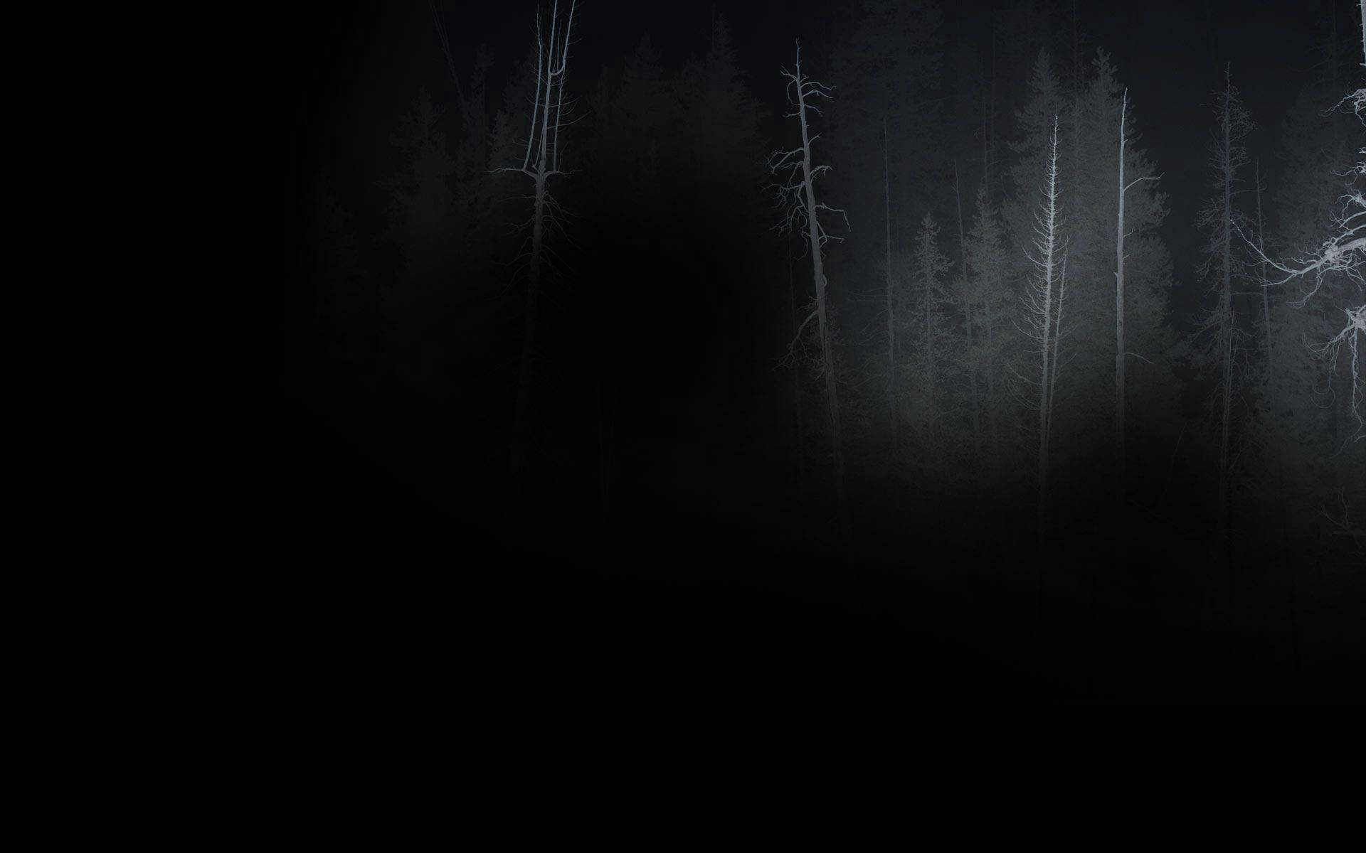 Dark Depressing Forest Wallpaper