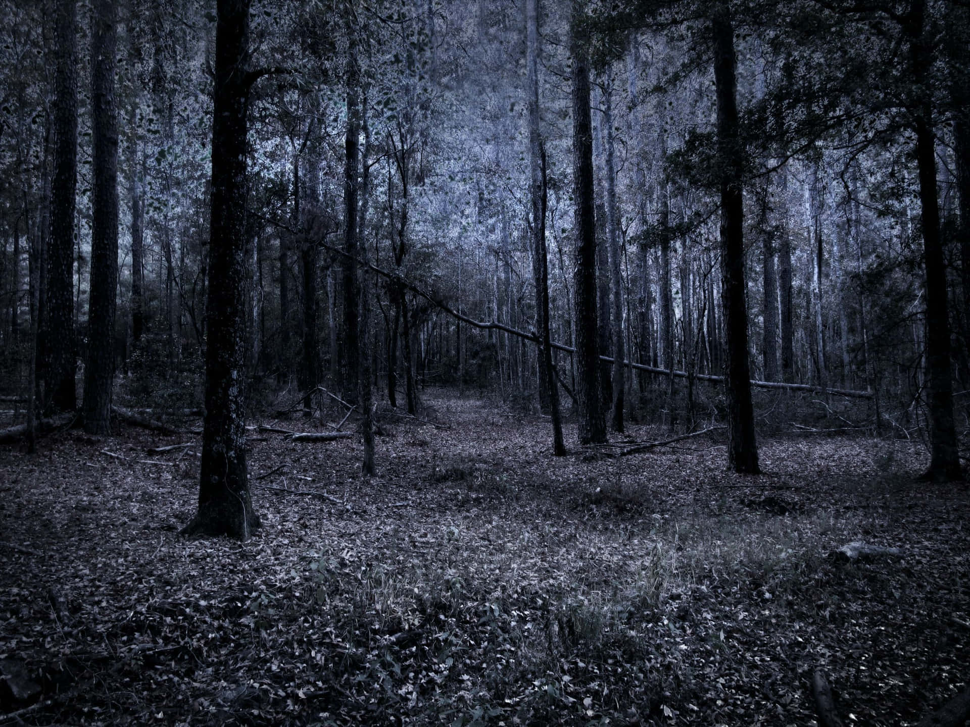 Vistade Un Oscuro Y Deprimente Bosque. Fondo de pantalla
