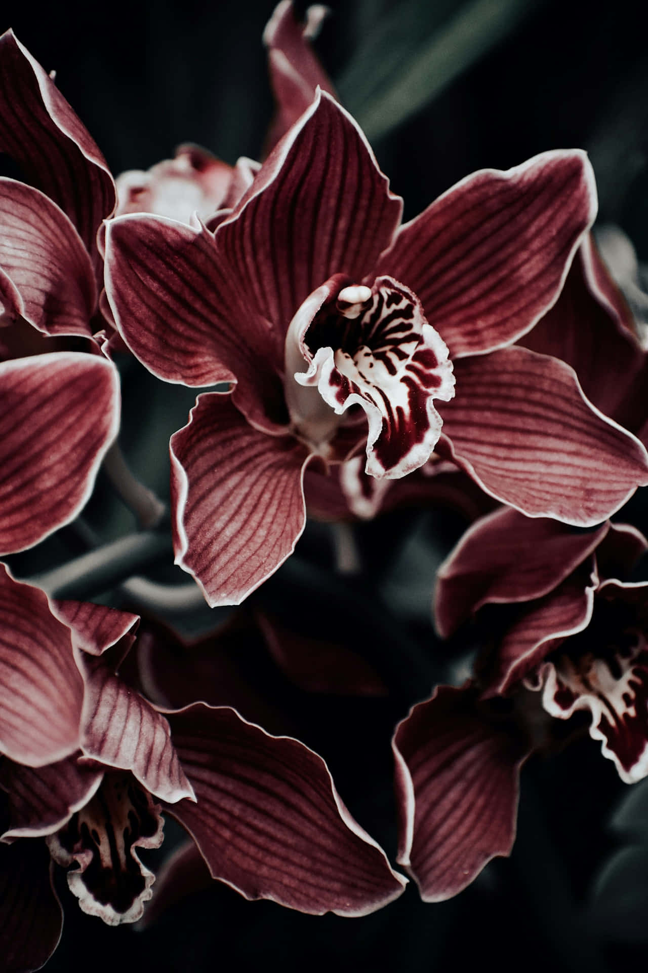 Dark Elegance Orchid Blooms Wallpaper