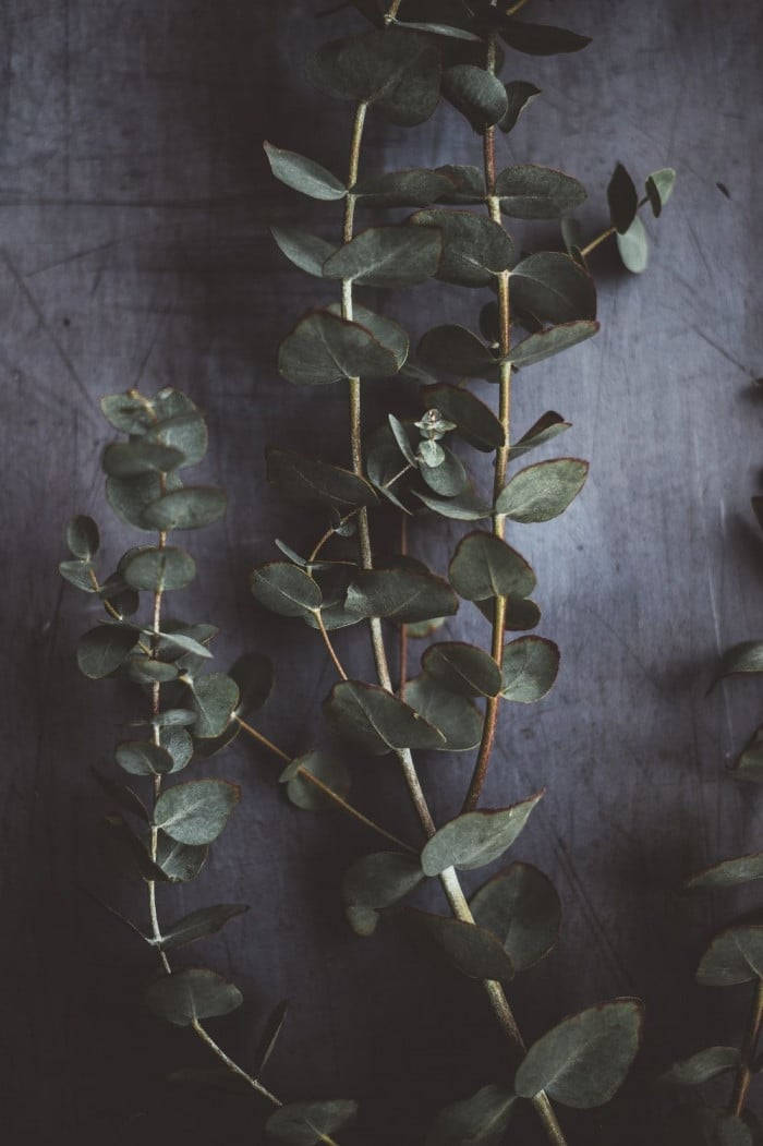 Mörkeukalyptus Estetik. Wallpaper