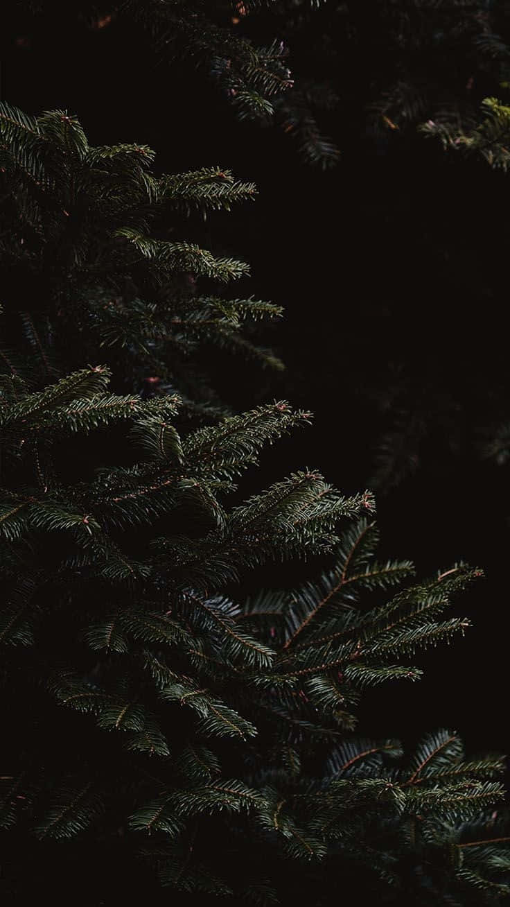 Dark_ Evergreen_ Christmas_ Tree_ Background Wallpaper