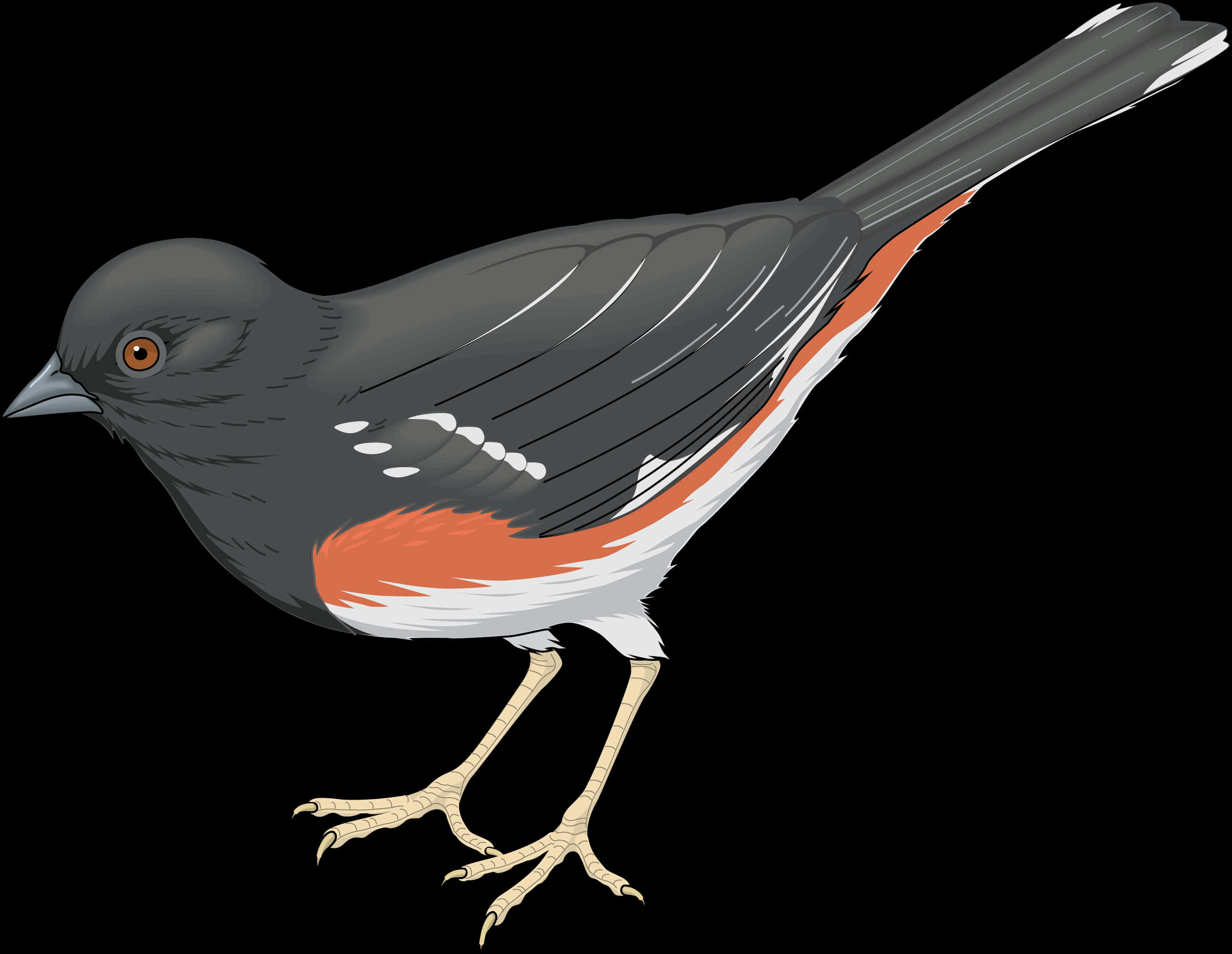 Dark Eyed Junco Illustration PNG