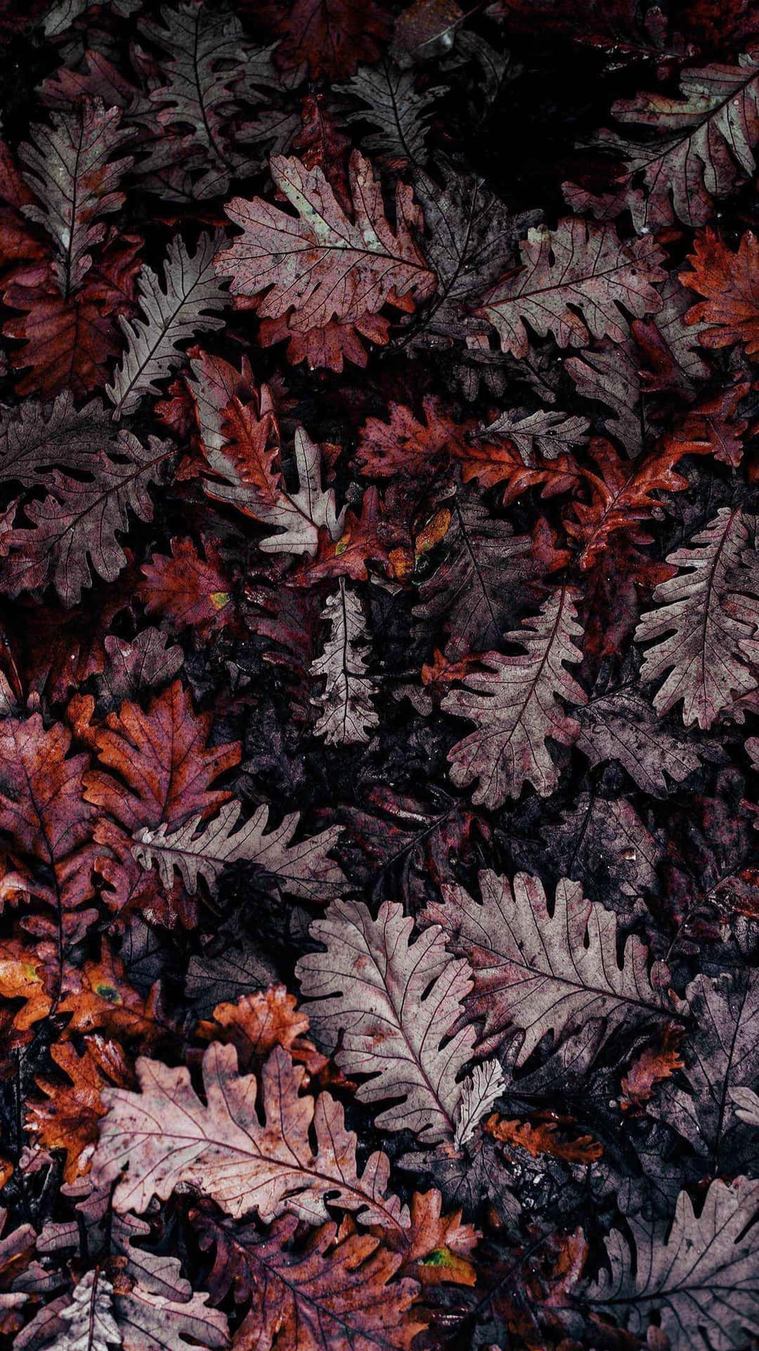 Dark Fall Leaves Texture Wallpaper