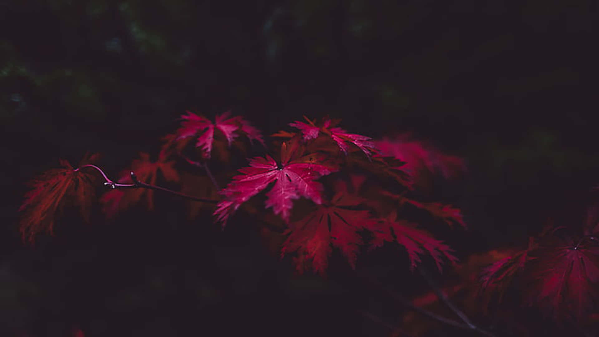 Dark Fall Red Maple Leaves Wallpaper