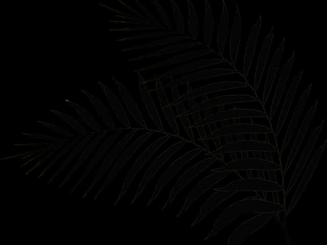 Dark_ Fern_ Leaf_ Outline PNG