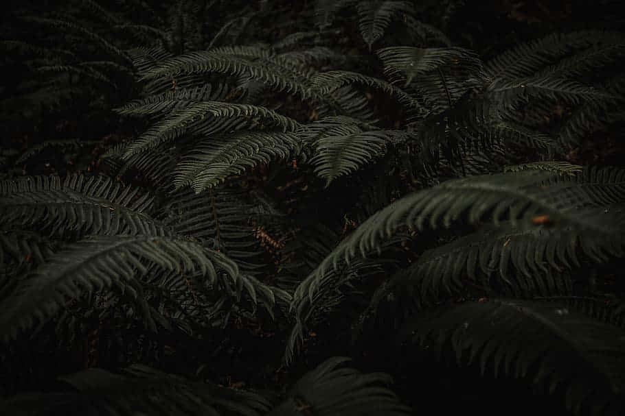 Dark Ferns Moody Nature Backdrop Wallpaper