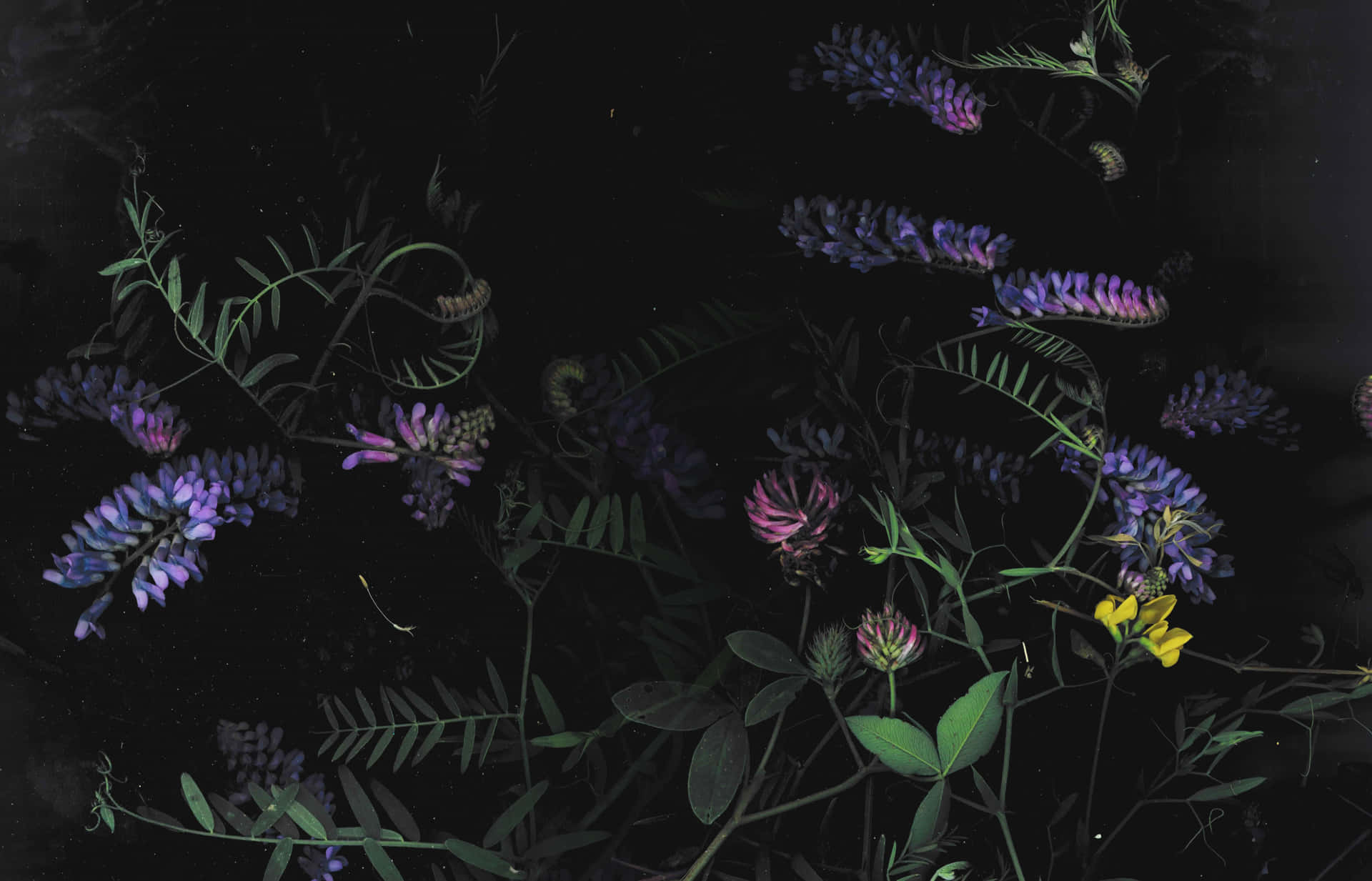 Dunklesblumenmuster Als Hintergrund In 1920 X 1233 Auflösung