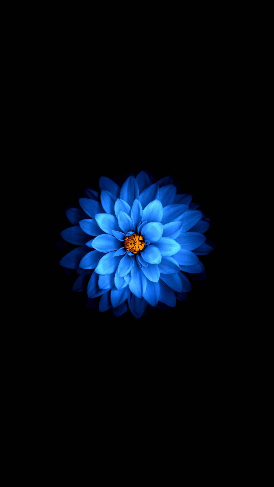 Dark Floral Blue Flower Wallpaper