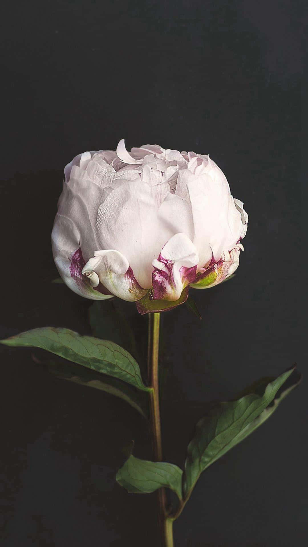 Pivoine Florale Sombre Sur Fond Noir.jpg Fond d'écran