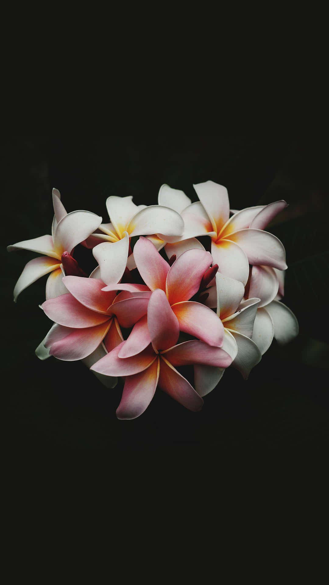 Bouquet De Frangipani Floral Sombre Fond d'écran