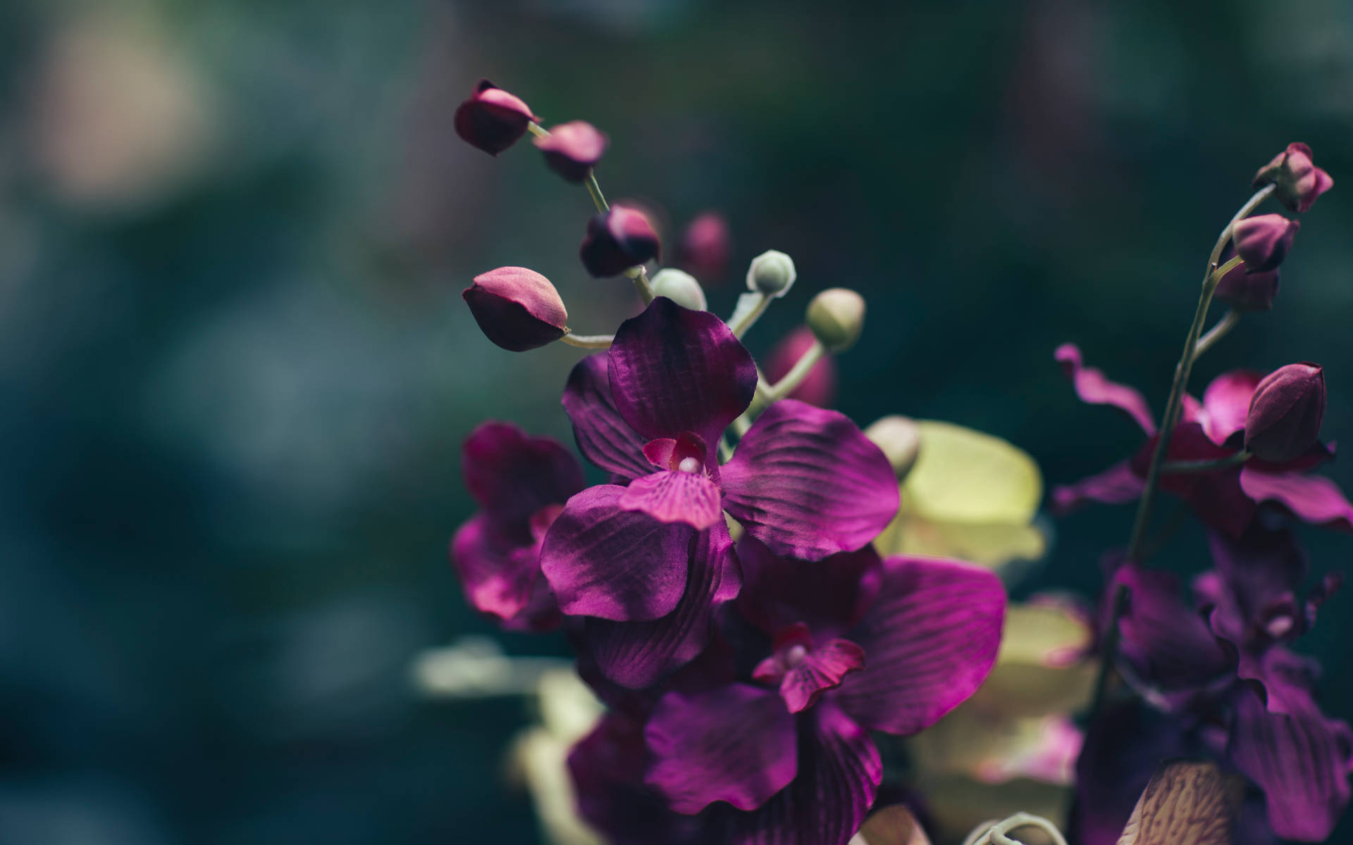 Dark Floral Purple