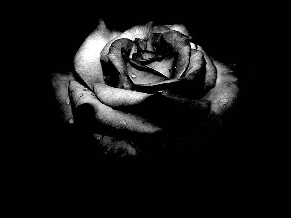 Dark Floral Rose Wallpaper