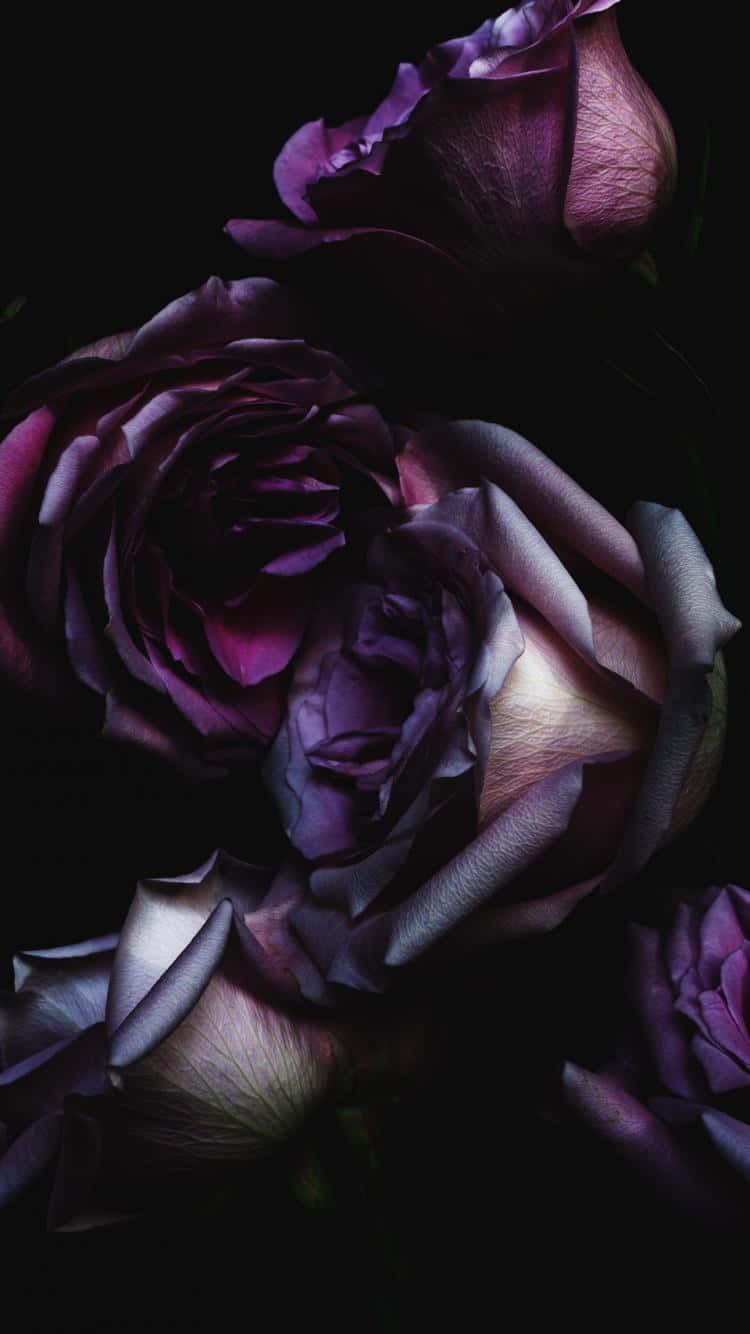 Fonds D'écran Iphone Roses Florales Sombres Fond d'écran