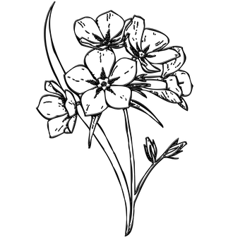 Dark Floral Sketch PNG