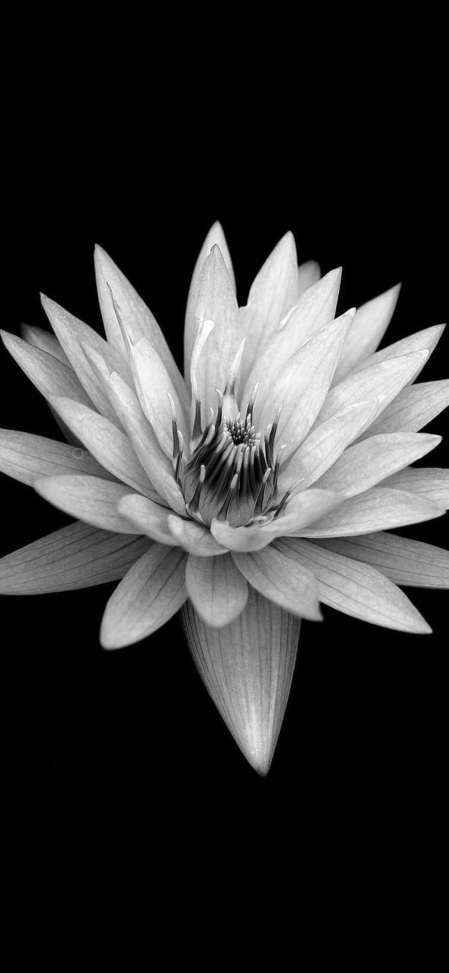 Lily D'eau Florale Sombre Sur Fond Noir.jpg Fond d'écran