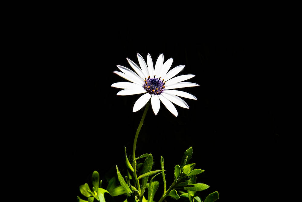 Dark Floral White Bloom