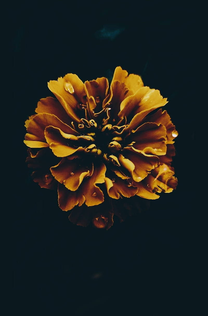 Dark Floral Yellow Bloom