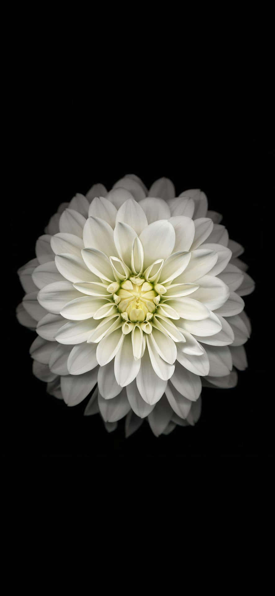 Fond D'écran De Téléphone Floral Sombre Dahlia Fond d'écran