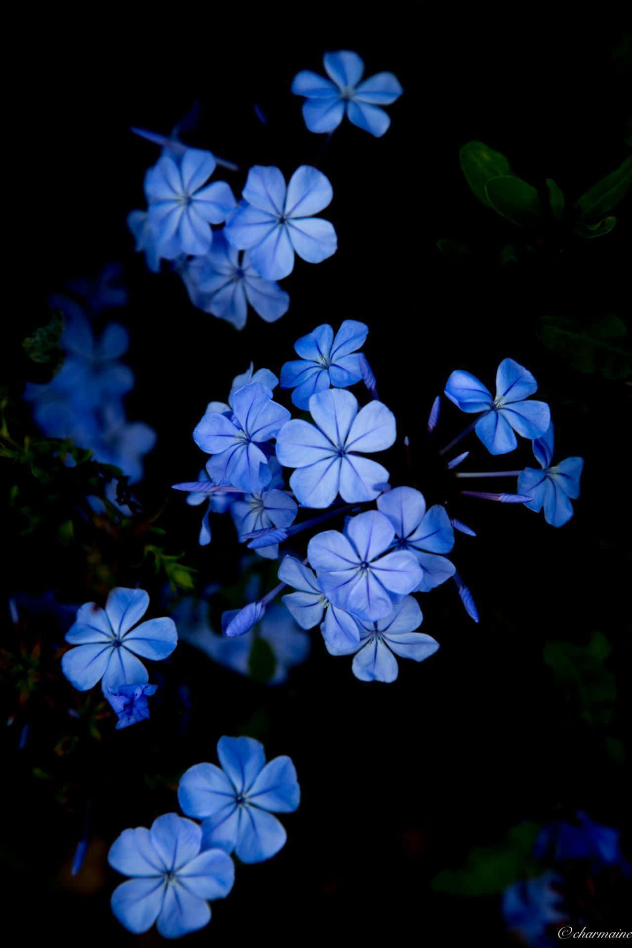 Blue Flowers In The Dark Wallpaper