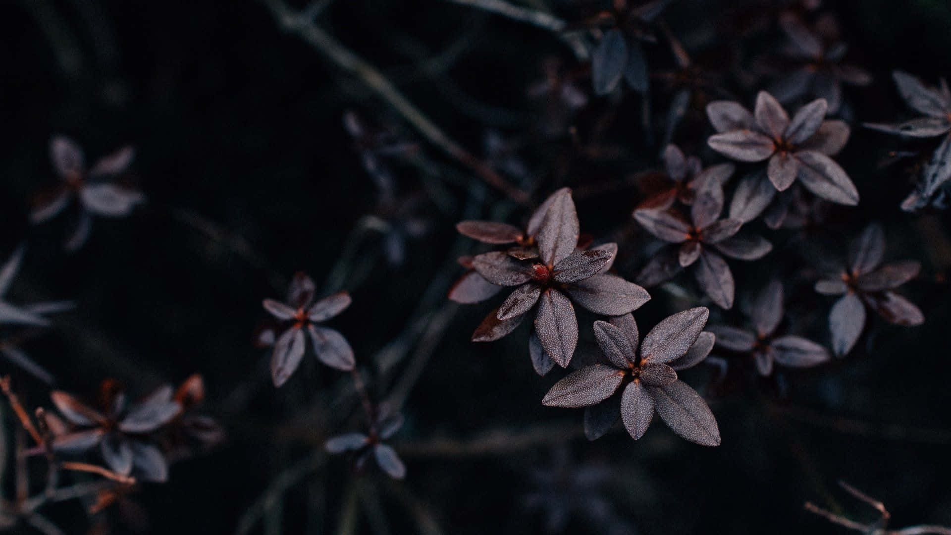 Dark Flowers Stock Photos, Images and Backgrounds for Free Download