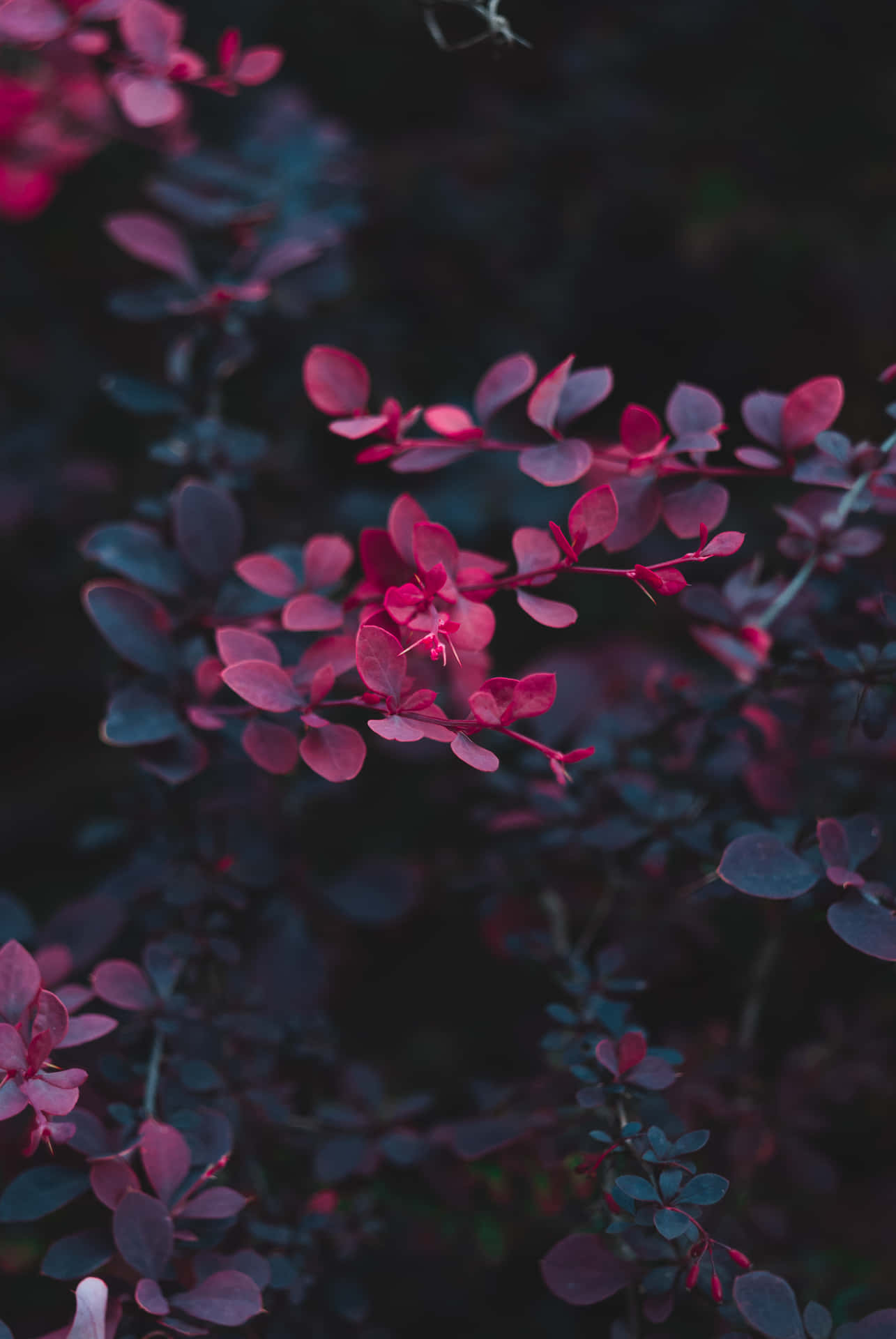 Aesthetic Red Flowers With Dark Leaves Wallpaper