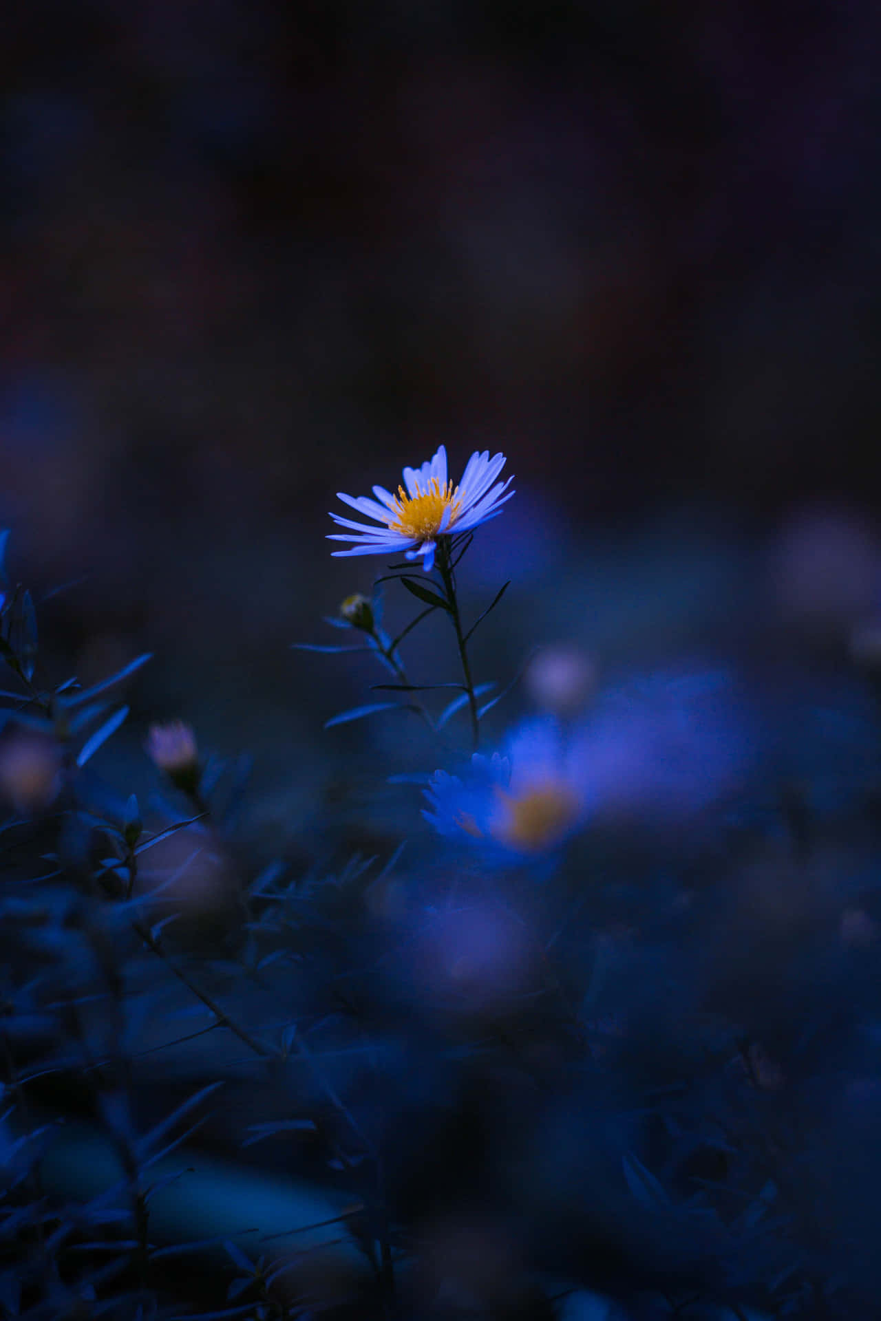 Aesthetic Blurred Flower In Dark Wallpaper