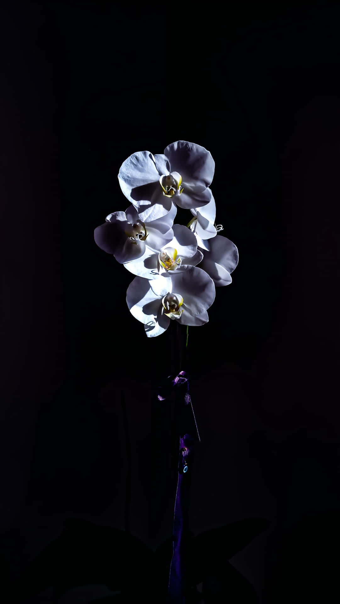 Aesthetic Plain Flower In Dark Wallpaper