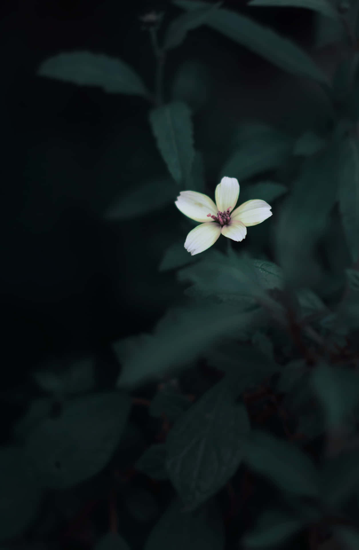 fieldEn hvid blomst sidder i mørkefeltet Wallpaper