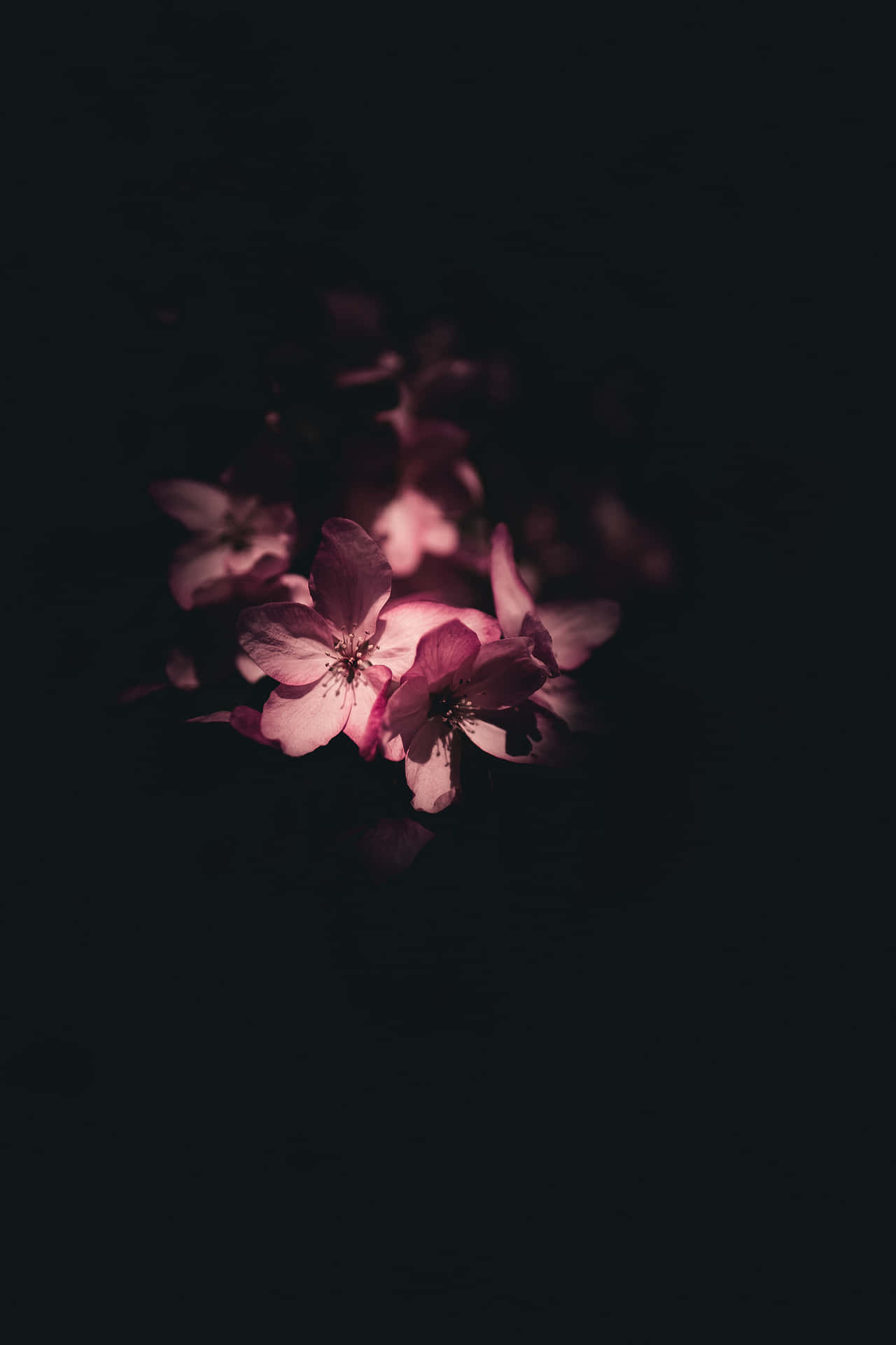Aesthetic Flower Petals In Dark Wallpaper